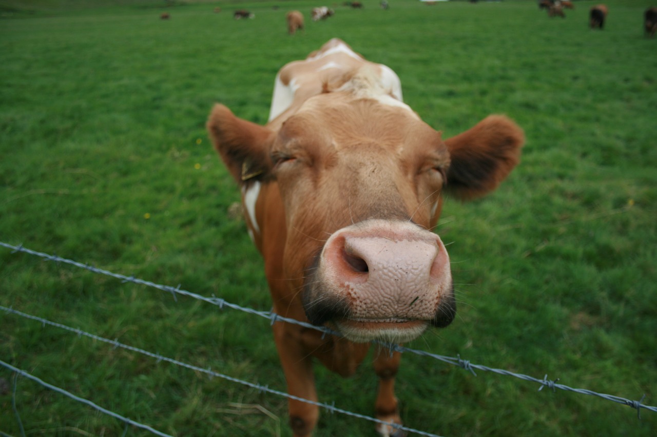 cow smile happiness free photo