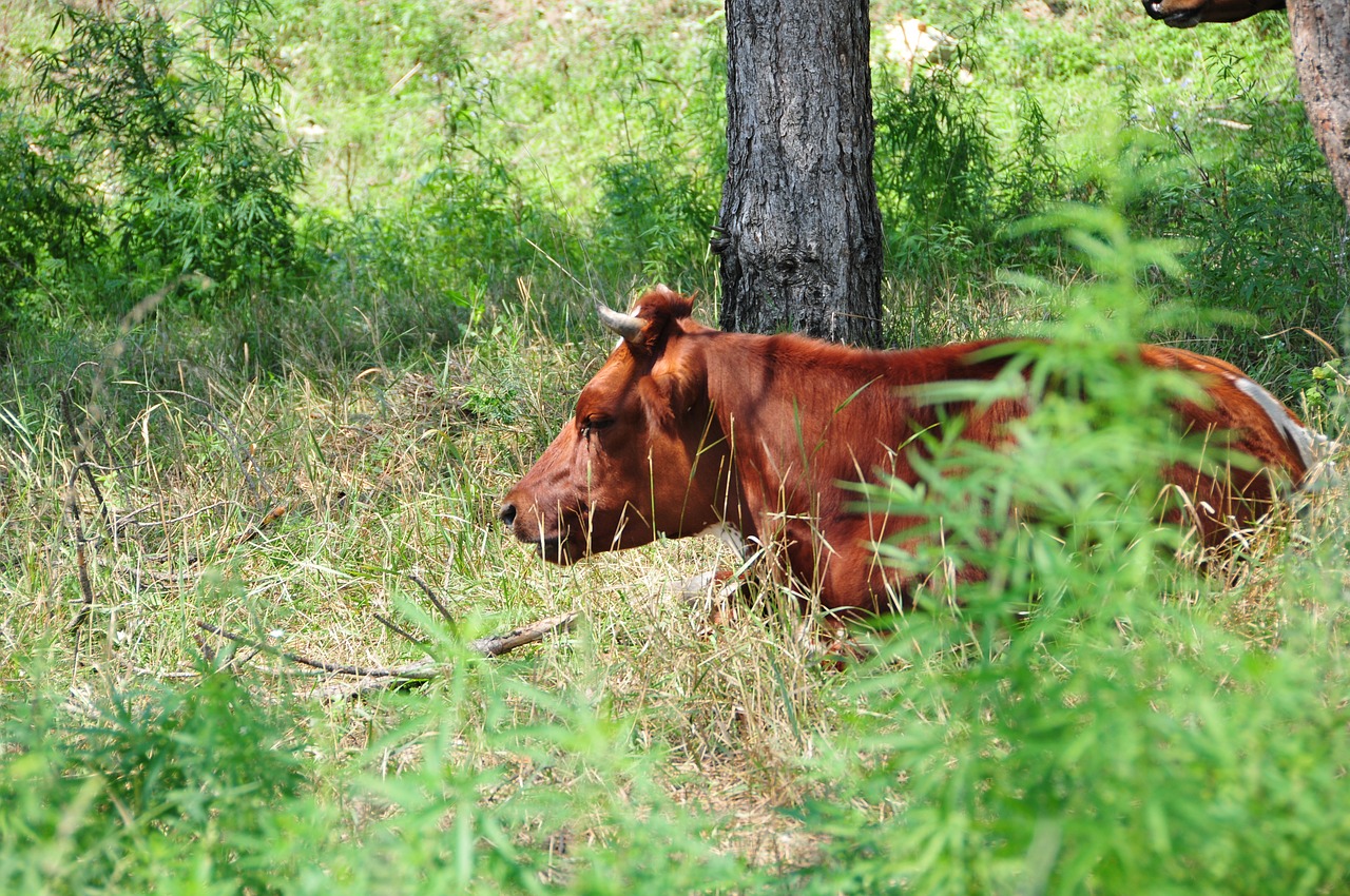 cow nature green free photo