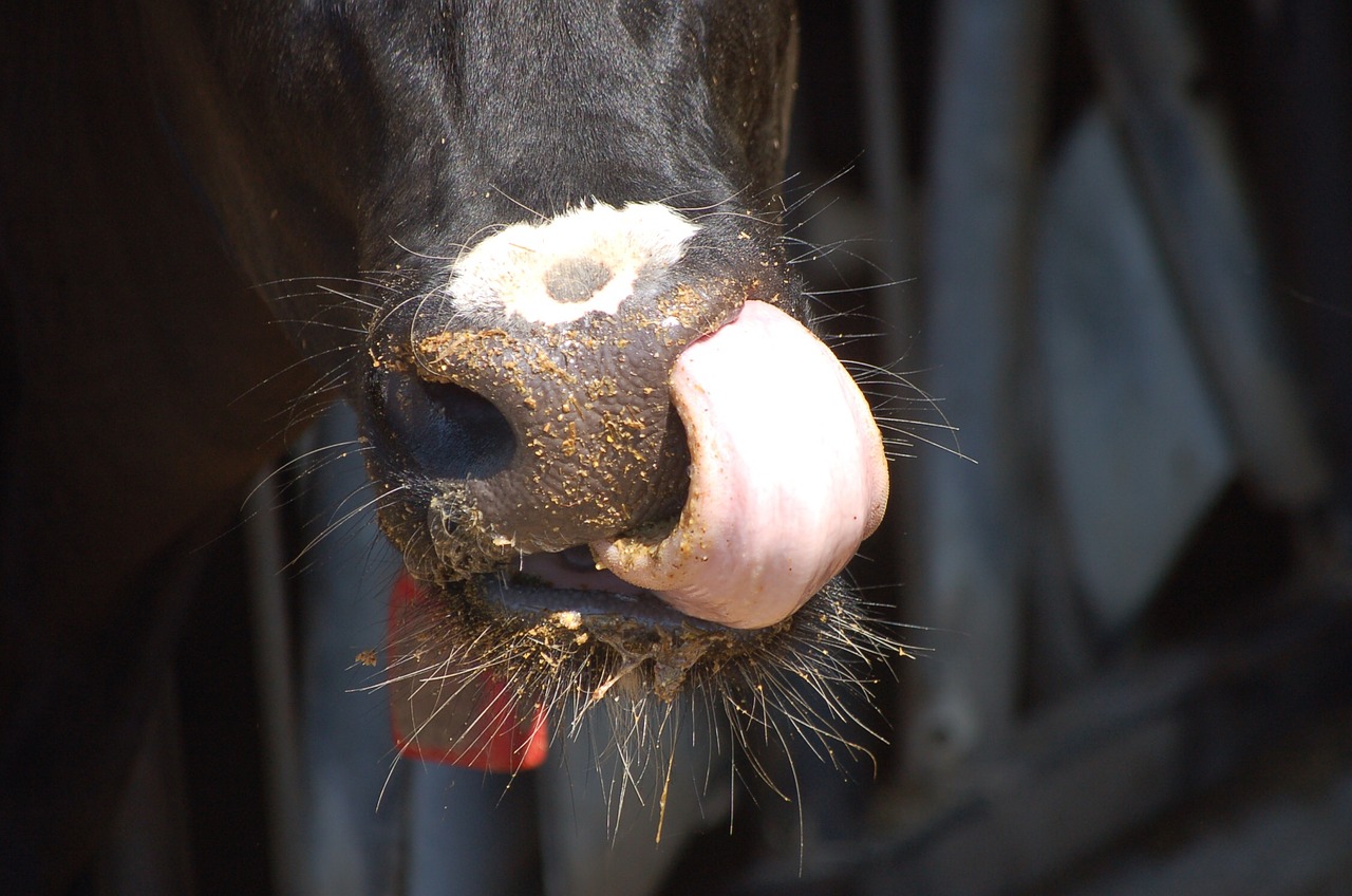 cow tongue eating free photo