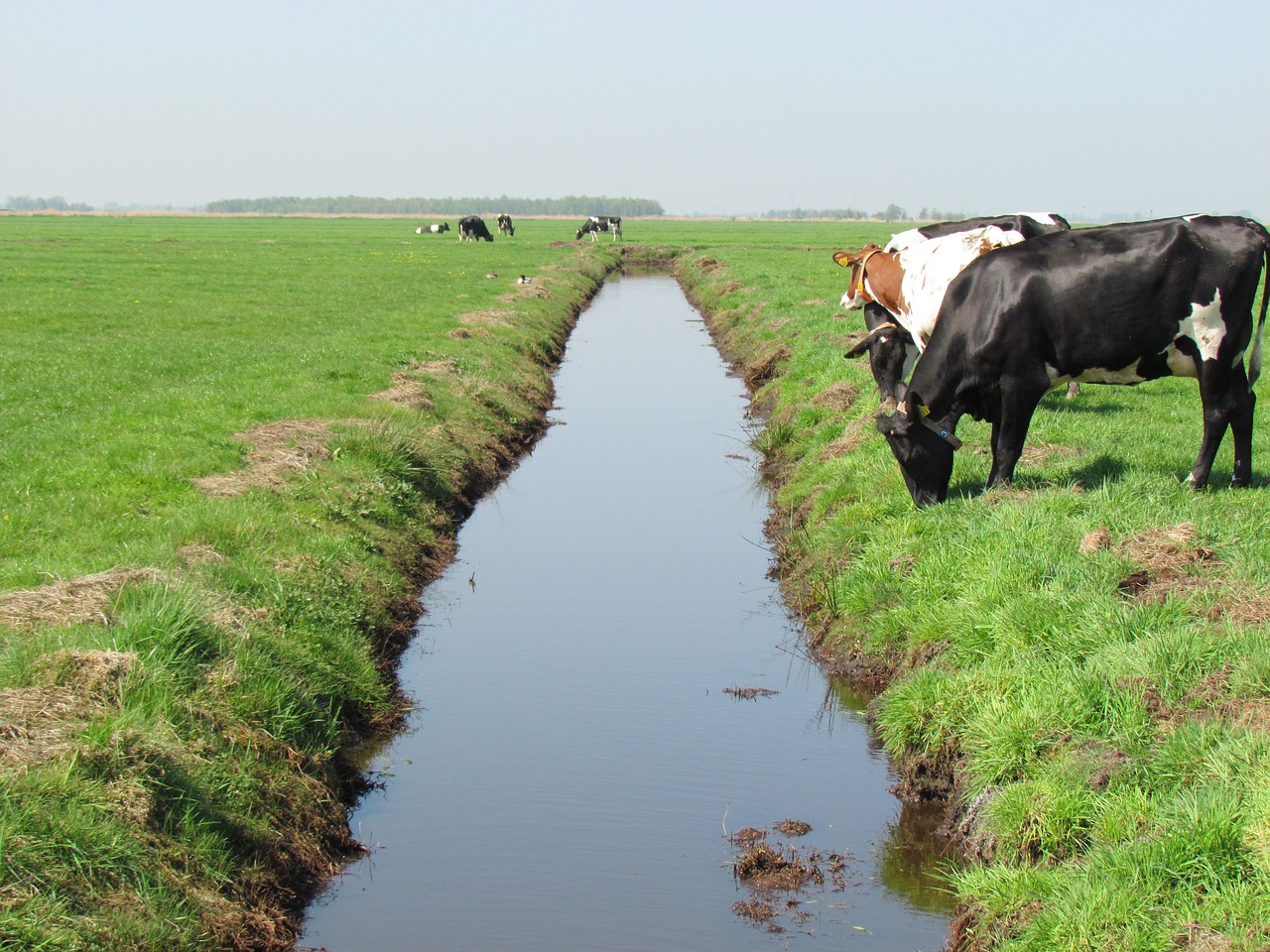 cow cows pasture free photo