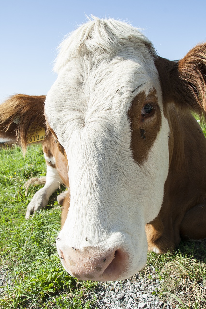 cow animal nature free photo