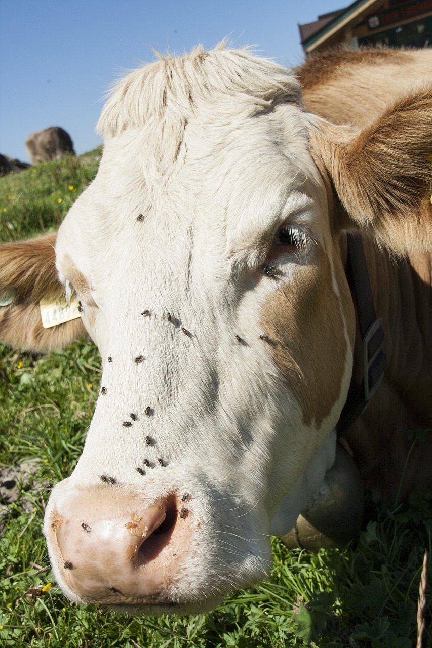 cow animal cows free photo