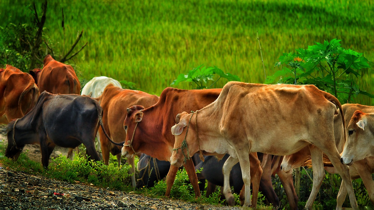 cow domestic bengal free photo