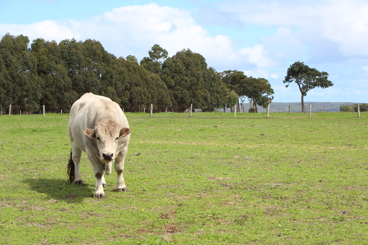 cow green paddock free photo