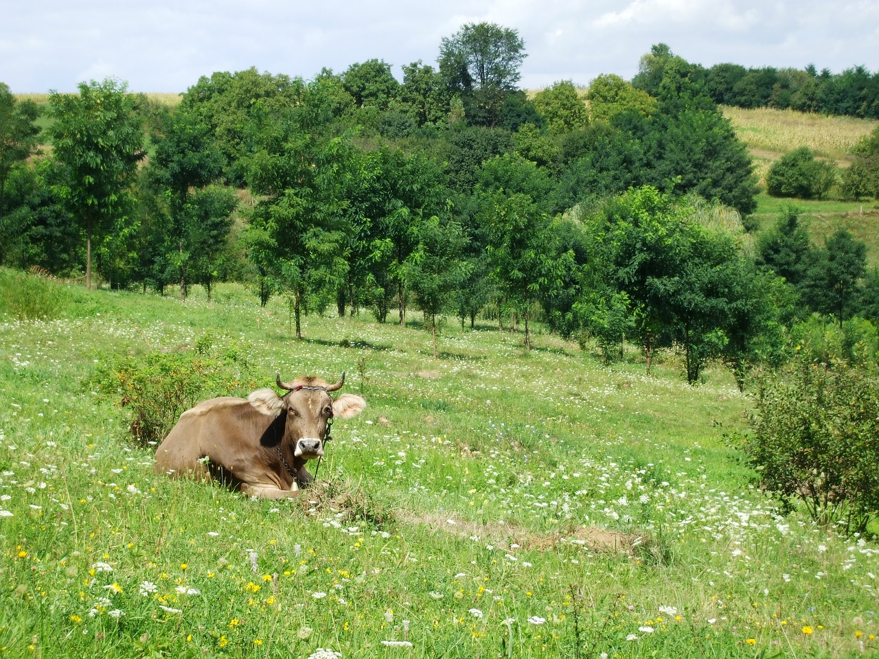 cow cattle beef free photo