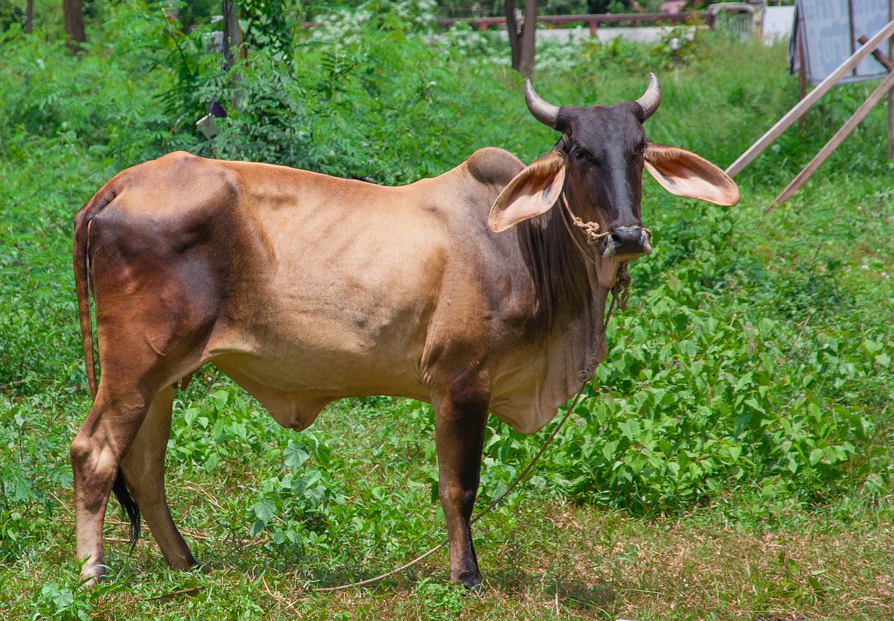 cow thailand animal free photo