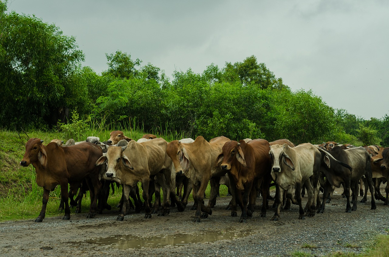 cow nature green free photo