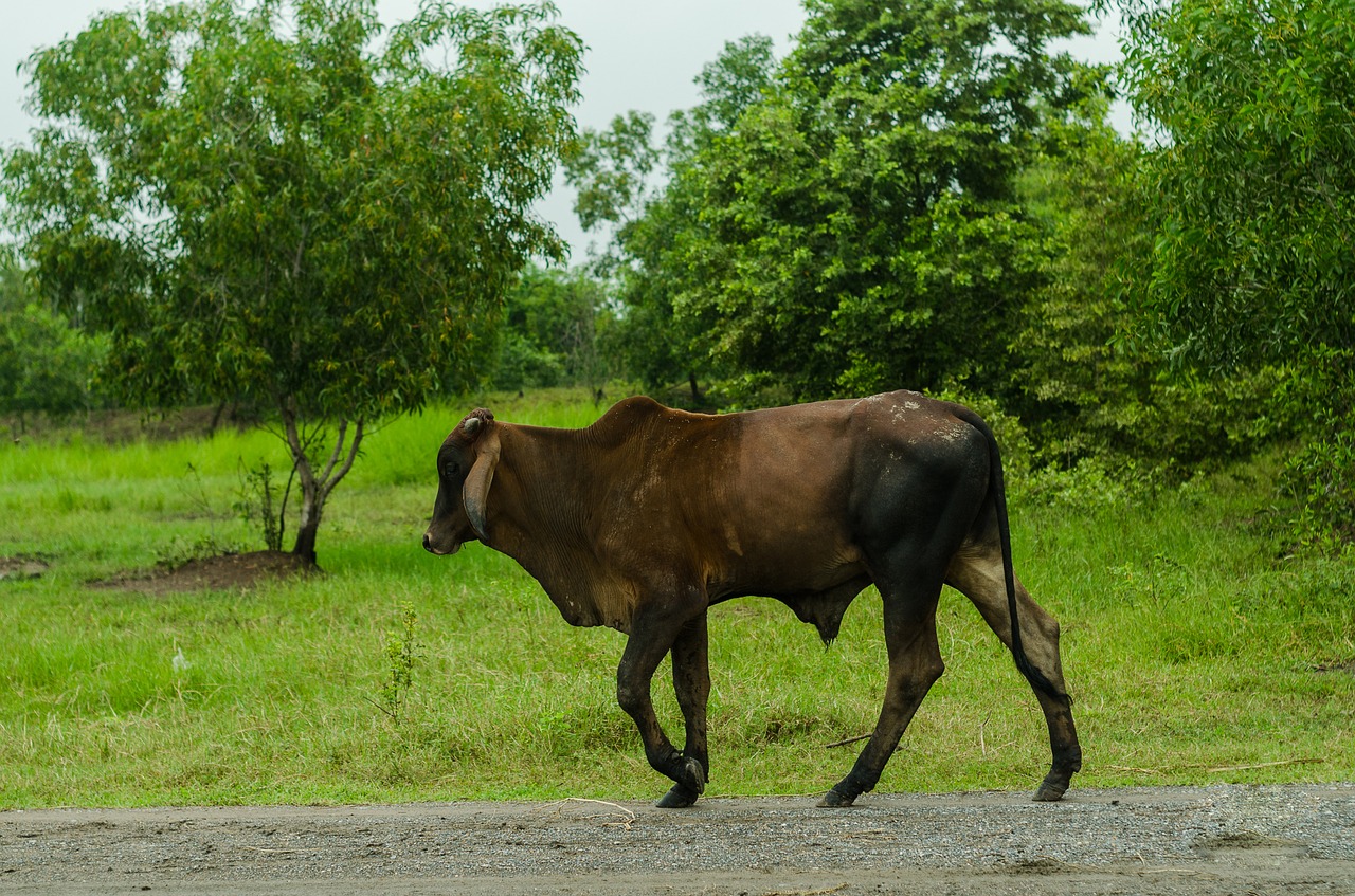 cow nature green free photo