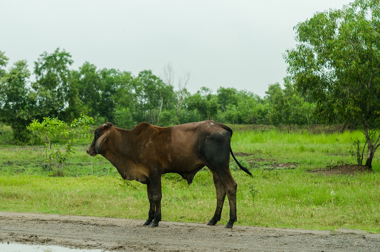 cow nature green free photo