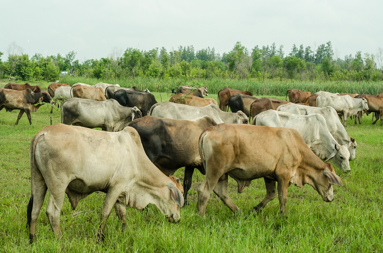 cow nature animal free photo