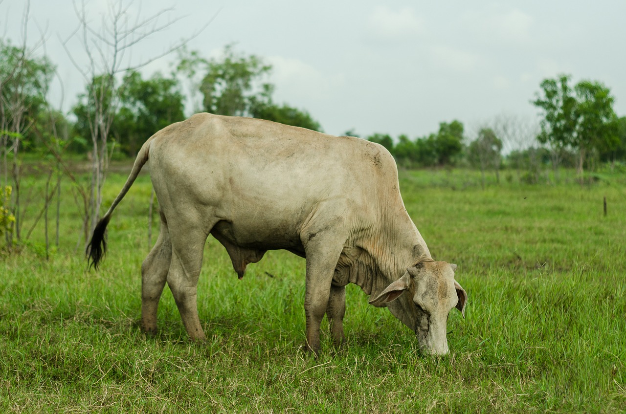 cow nature animal free photo