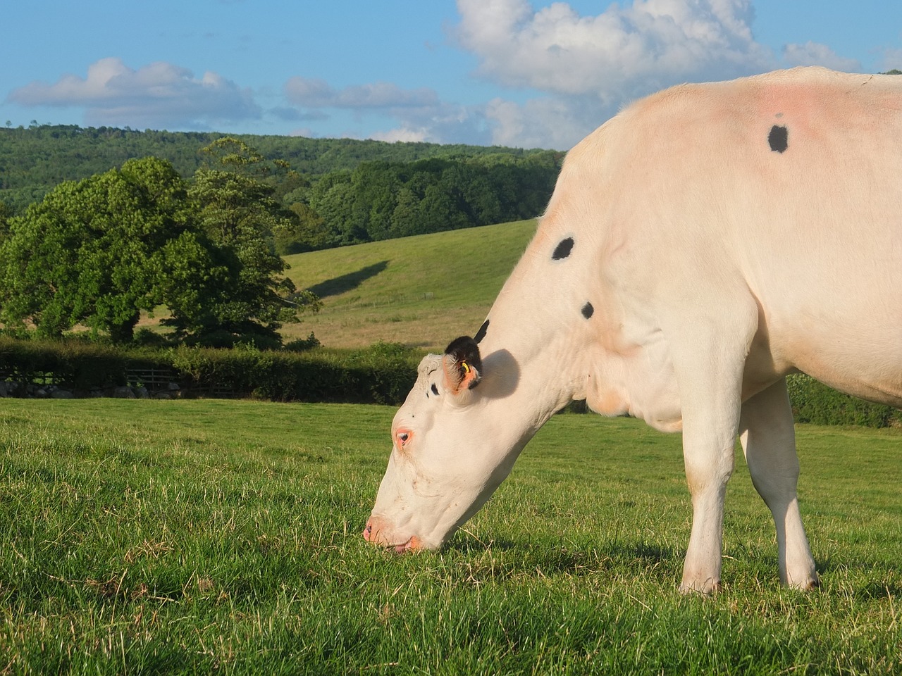 cow cattle holstein free photo