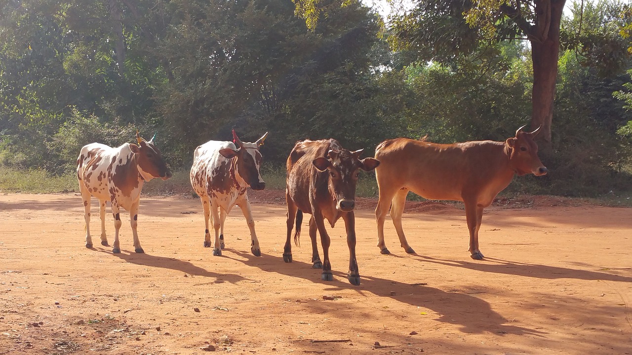 cow india asia free photo