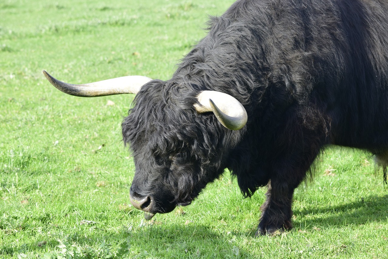 cow black cow horns free photo