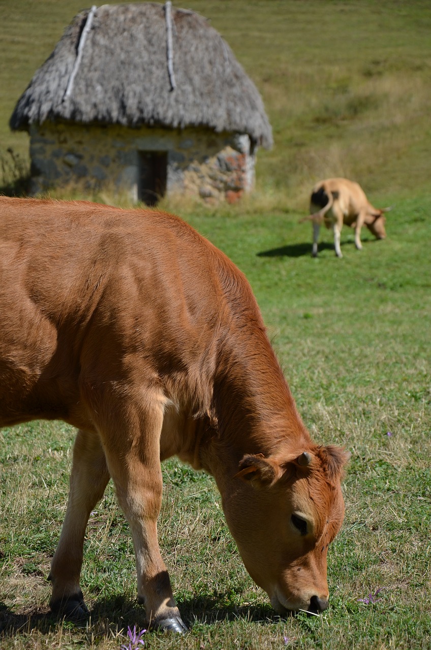 cow calf teito free photo
