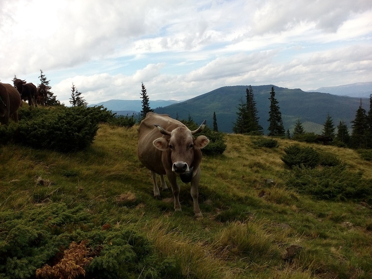 cow the carpathians summer free photo
