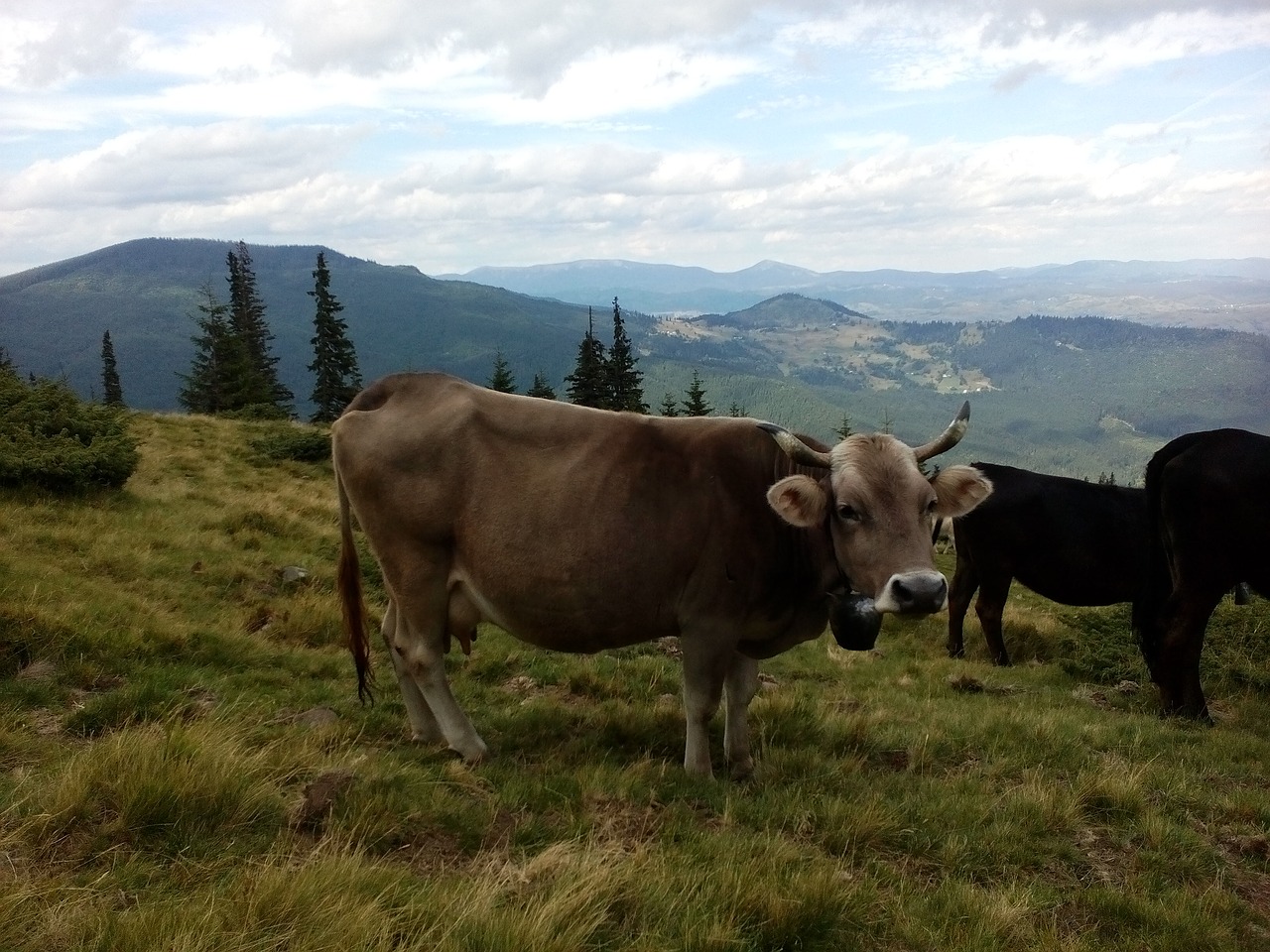 cow the carpathians summer free photo