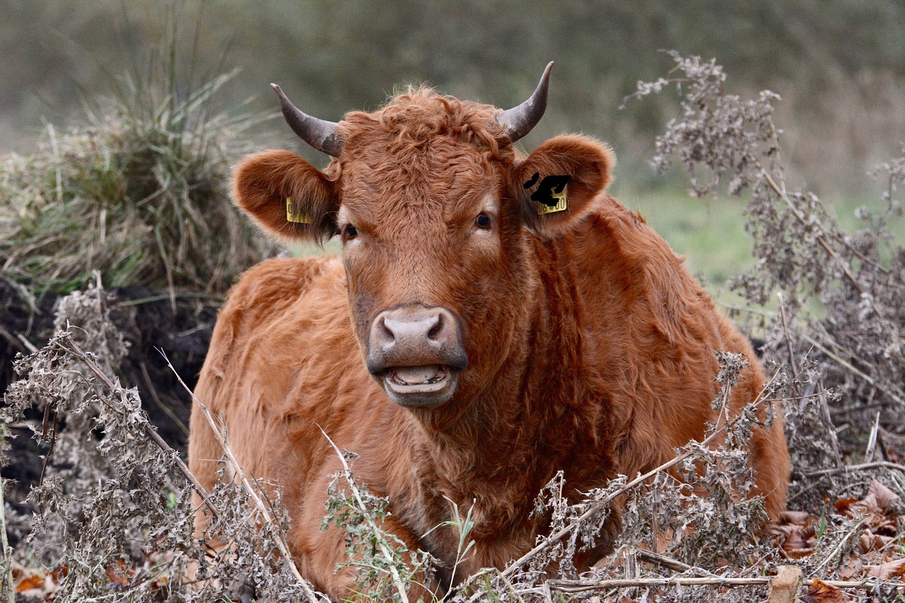 cow lunch rest free photo