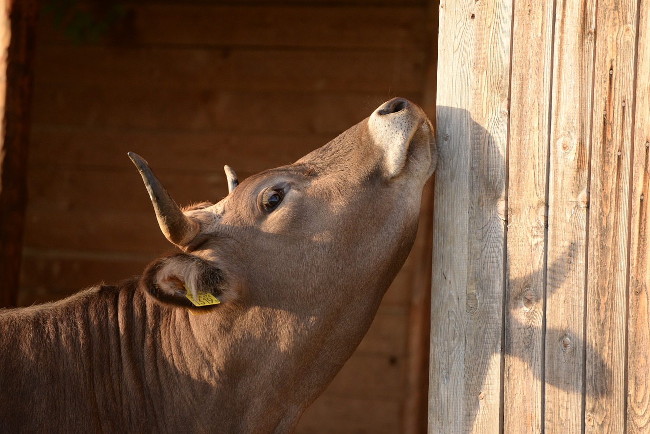 cow scratching sunset free photo