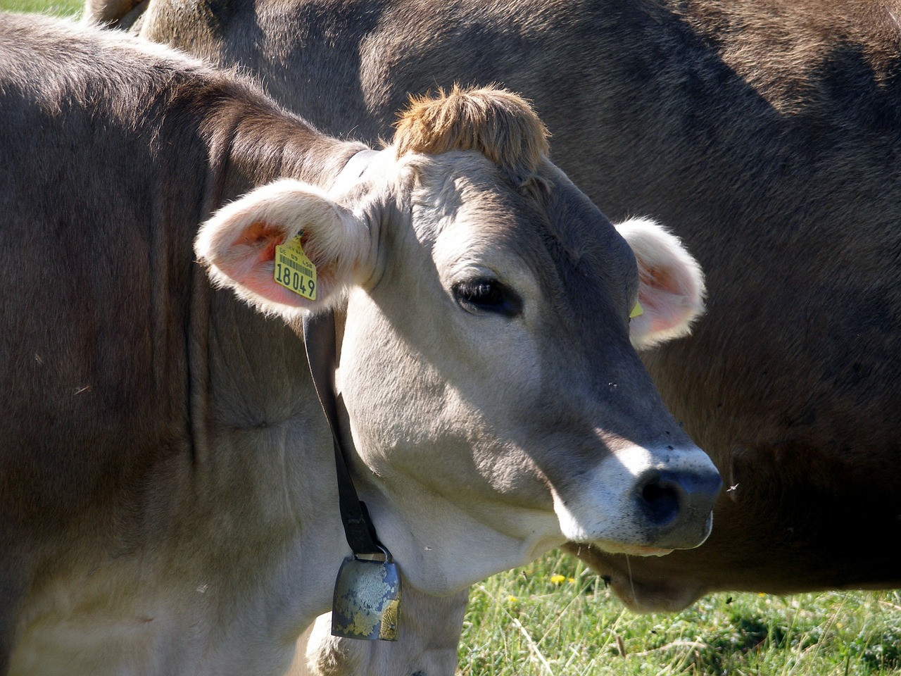 cow ear tag alpine free photo