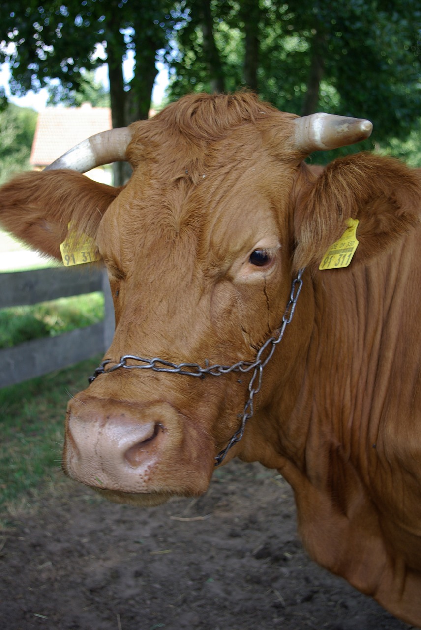 cow ear tag bull free photo