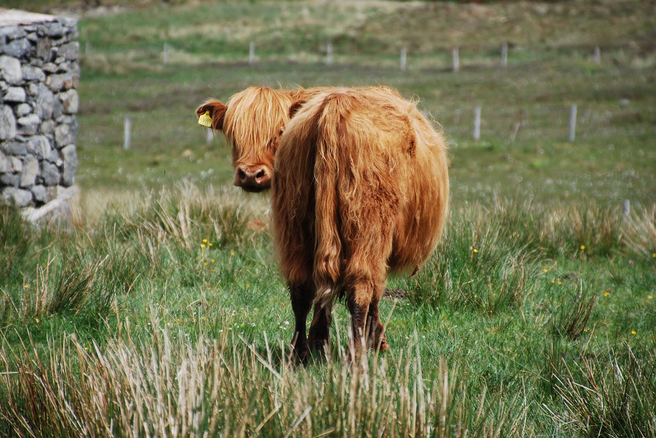 cow hairy cow meadow free photo