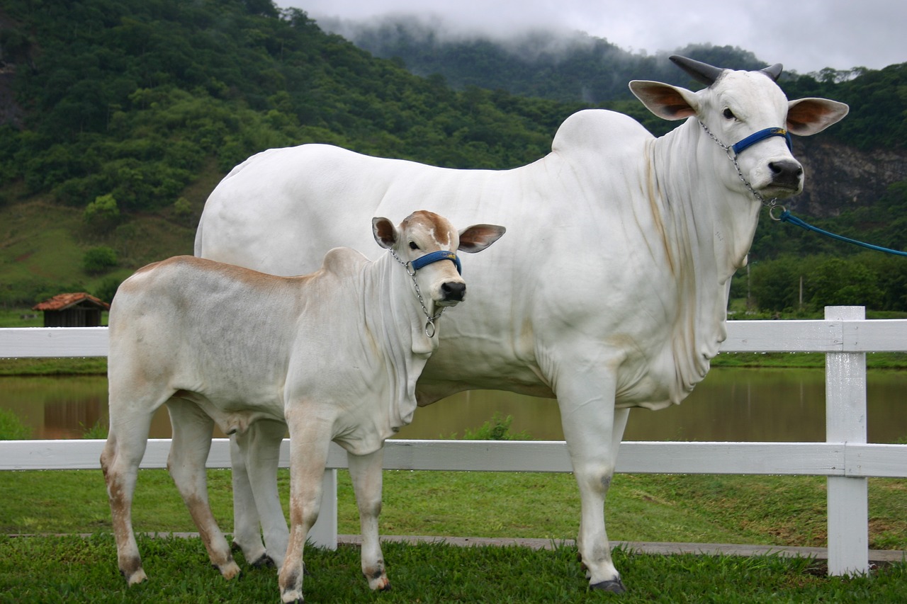 cow calf nellore free photo