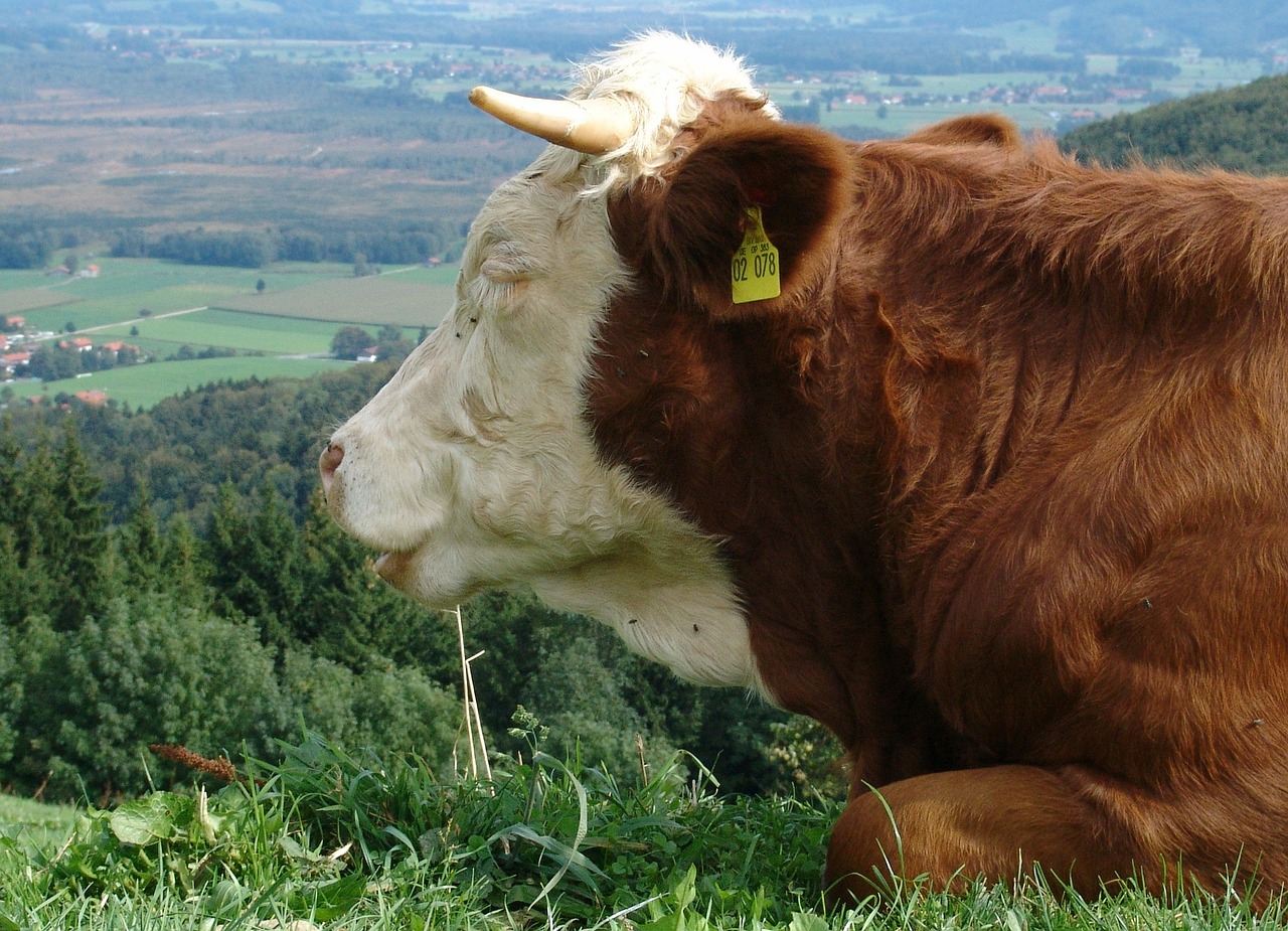 cow pasture alm free photo