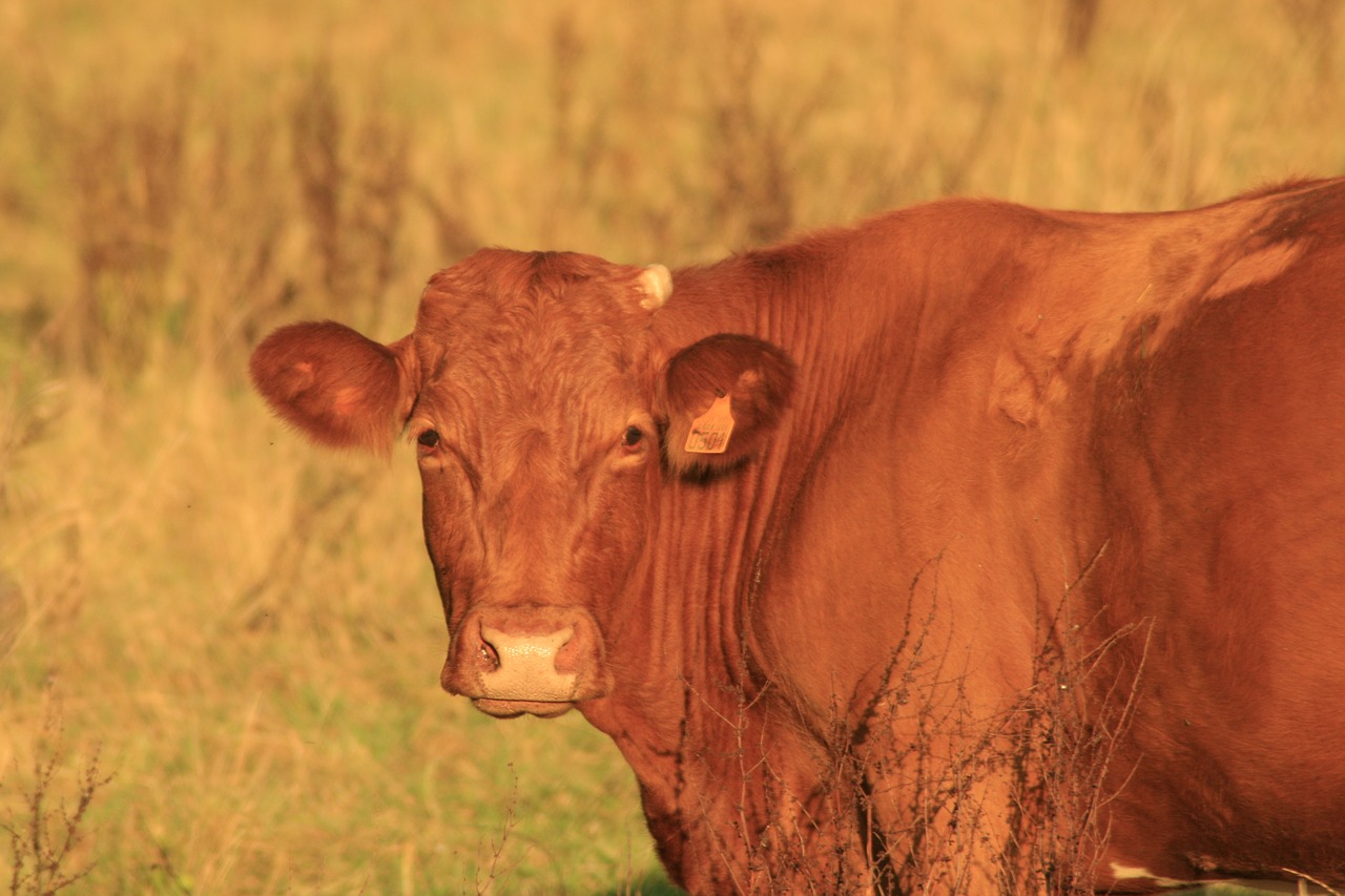 cow field farm free photo