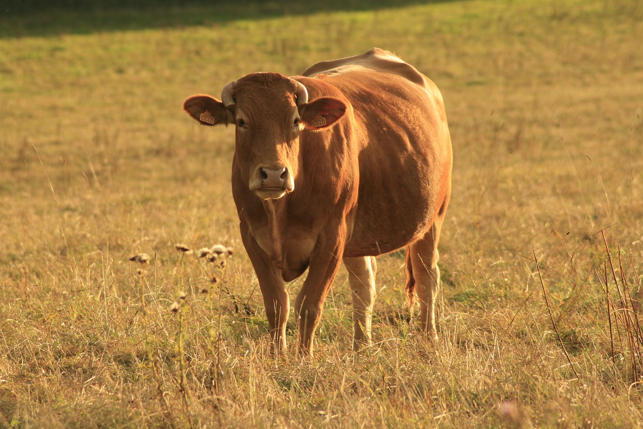 cow farm animal free photo