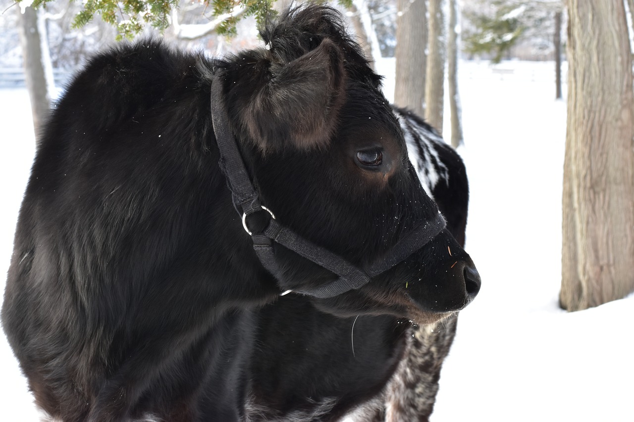 cow winter snow free photo