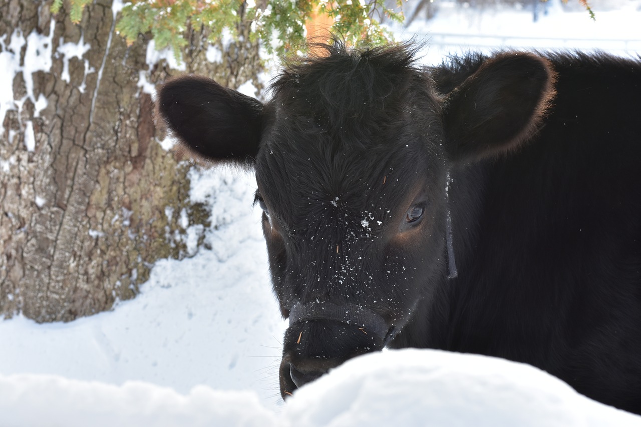 cow winter snow free photo