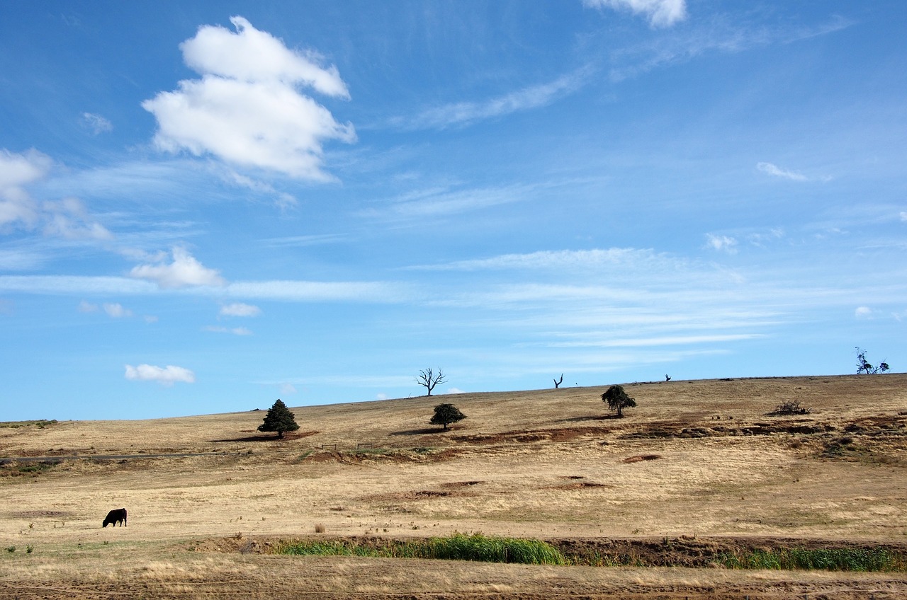 cow sky desert free photo