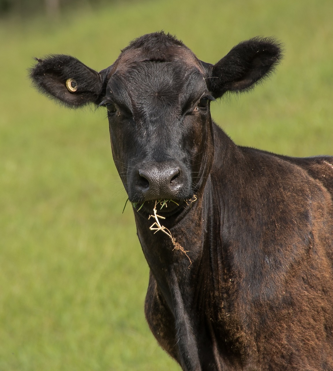 cow calf cattle free photo