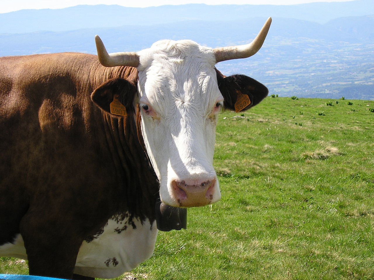 cow haute-savoie semnoz free photo