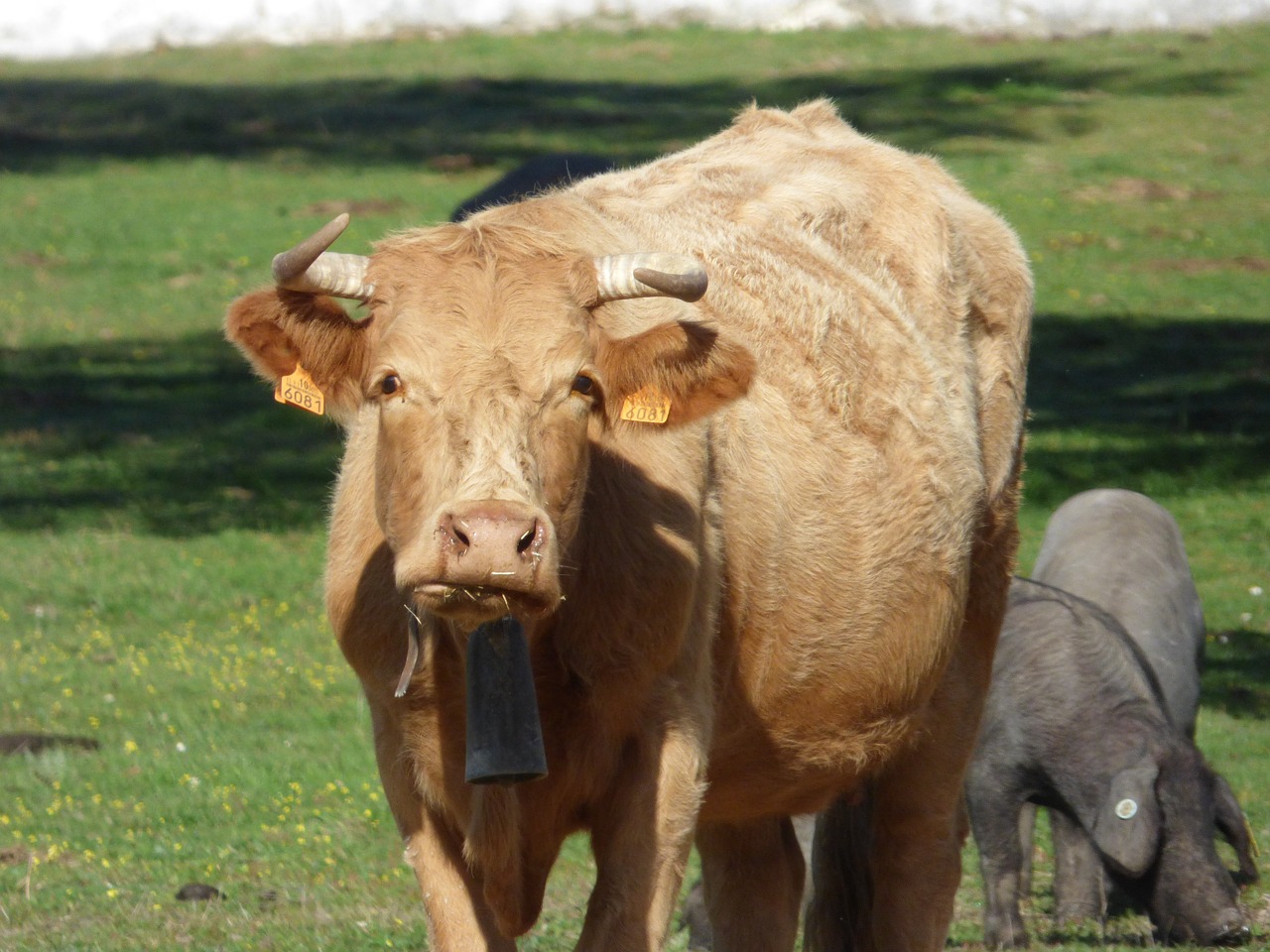 cow calf field free photo