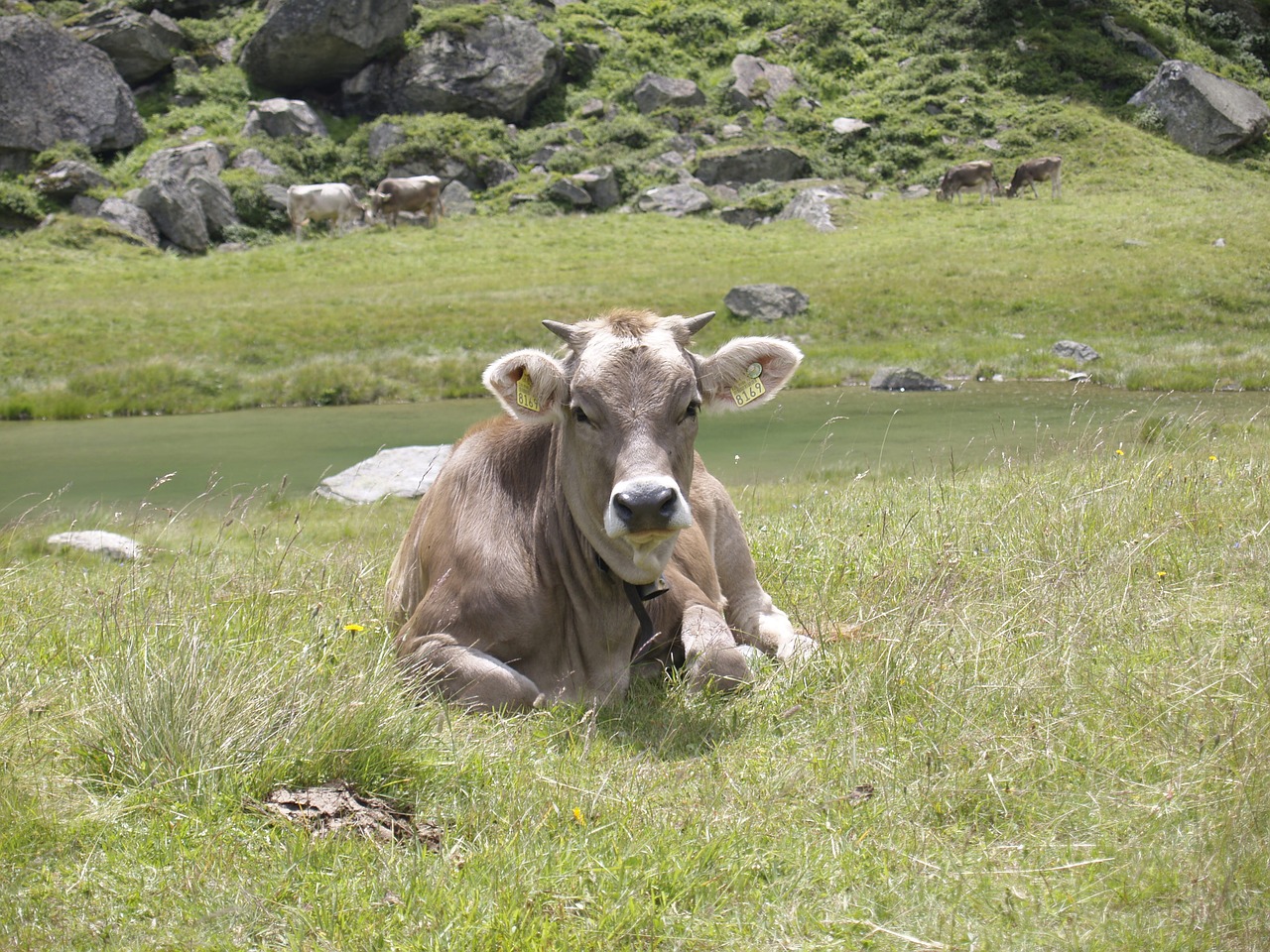 cow switzerland alpine free photo