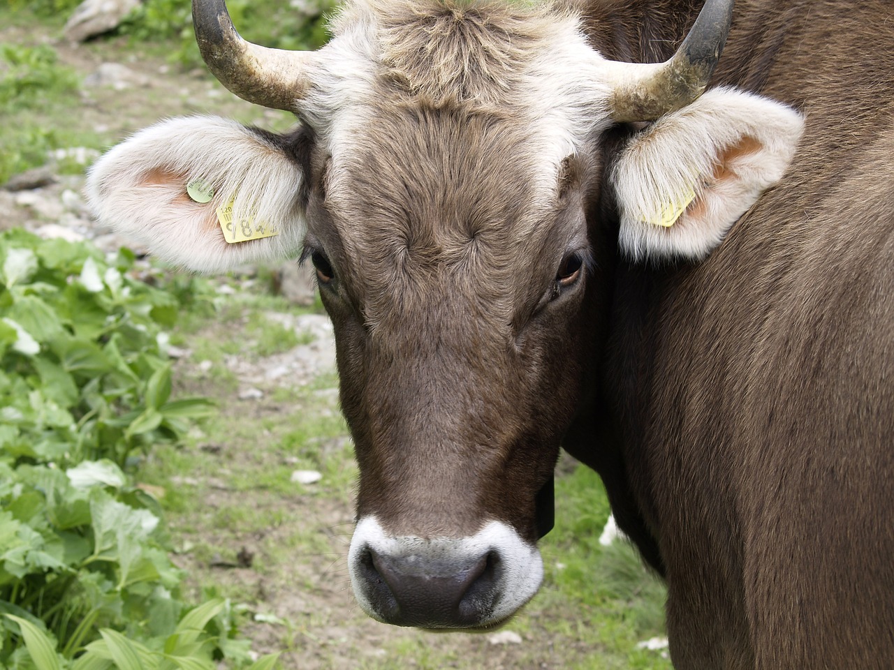 cow bell switzerland free photo