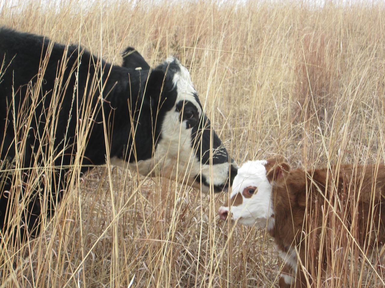 cow calf mama free photo