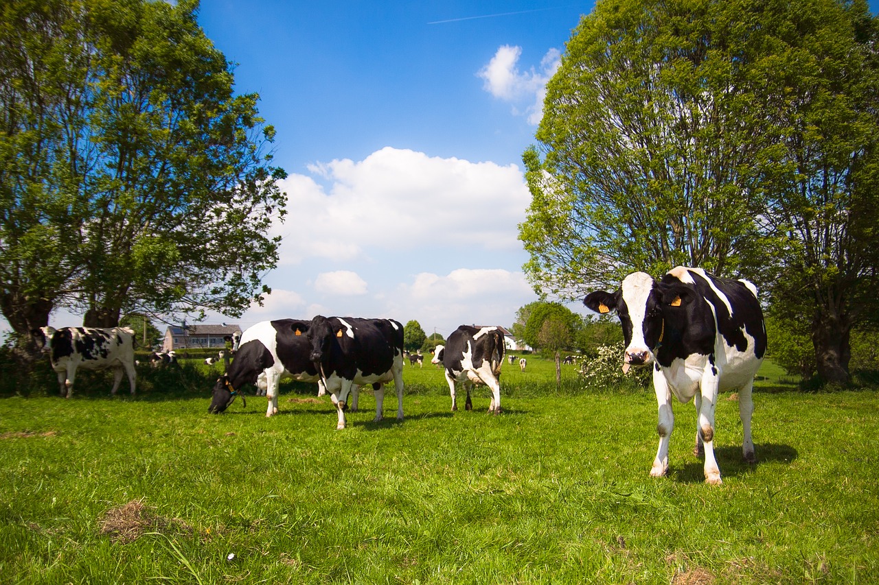 cow landscape nature free photo