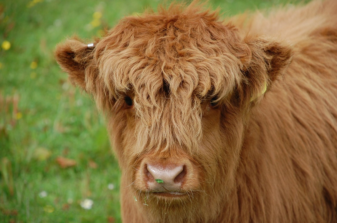 cow calf highland free photo