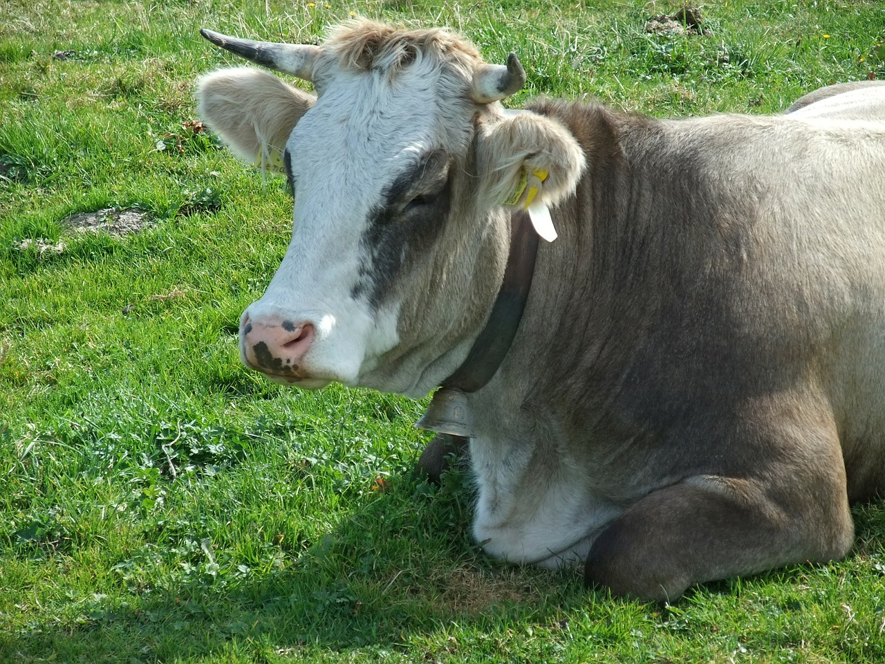 cow cattle alm free photo