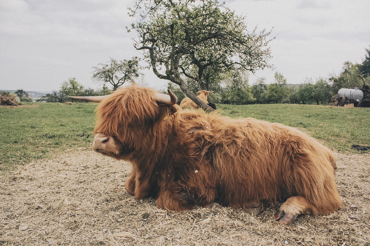 cow nature farm free photo