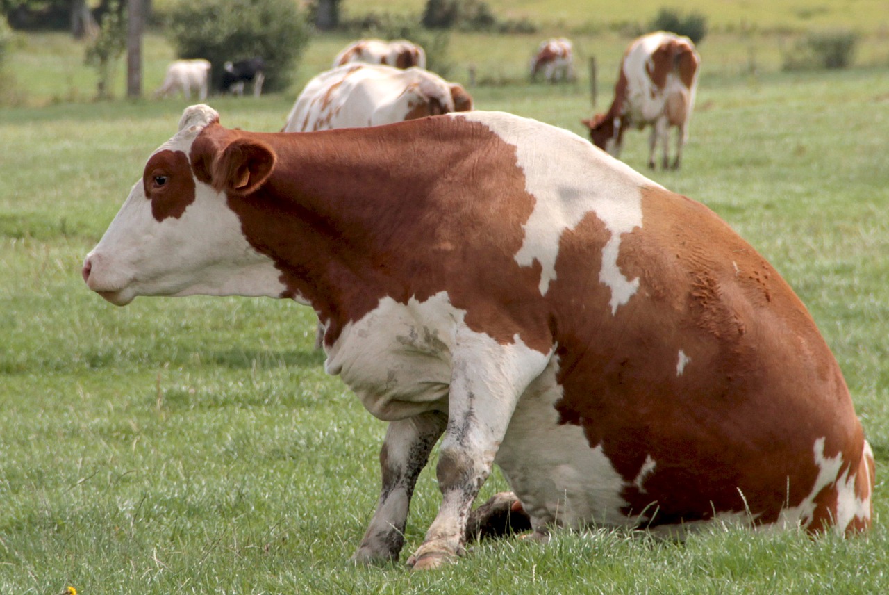 cow prairie nature free photo