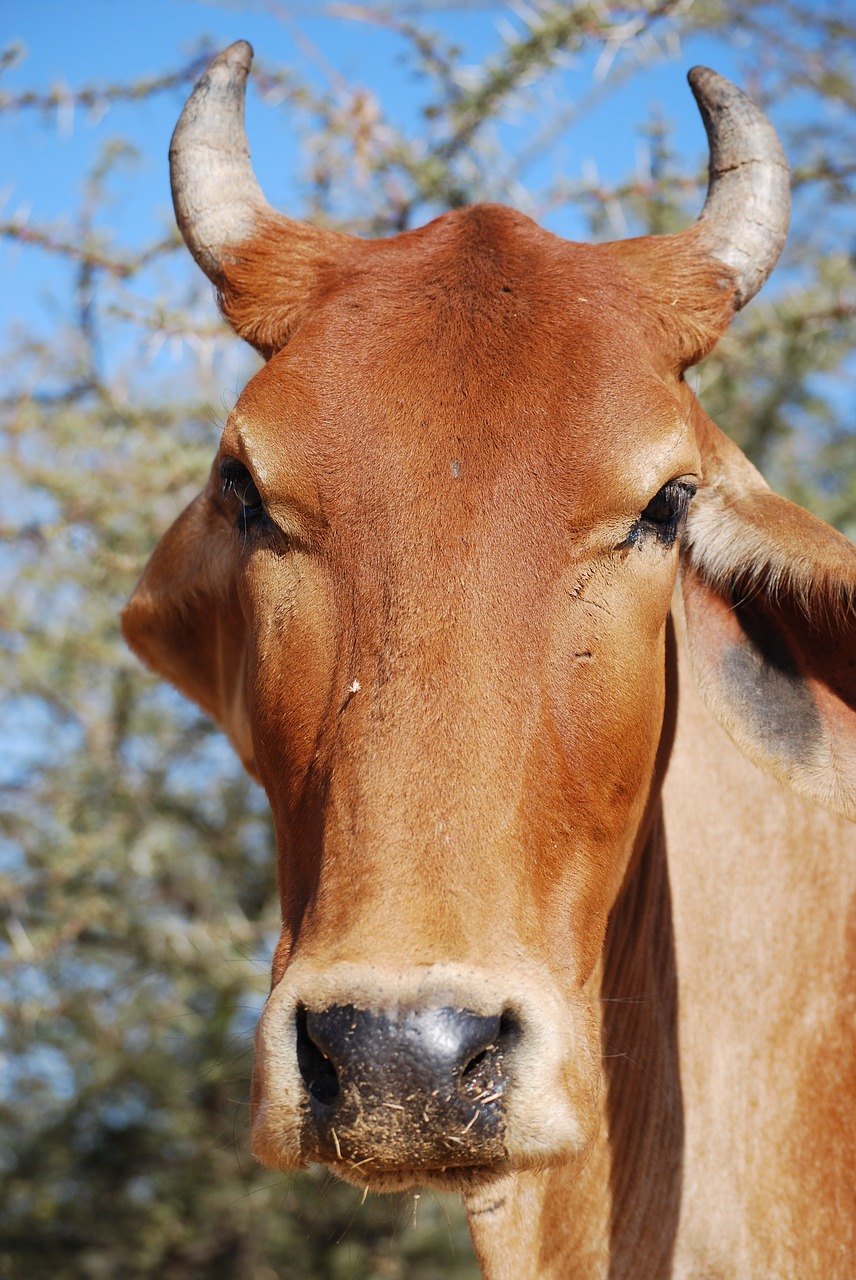 cow holy india free photo