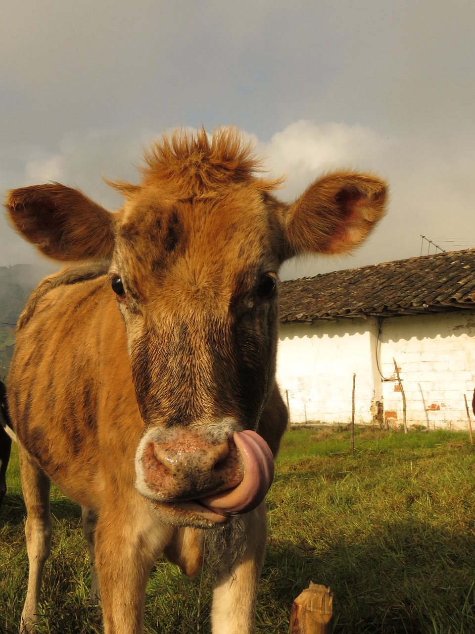 cow animals field free photo