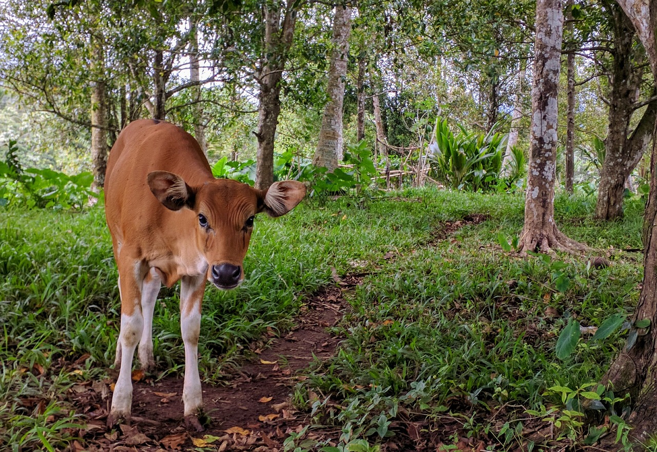 cow animal balinese free photo