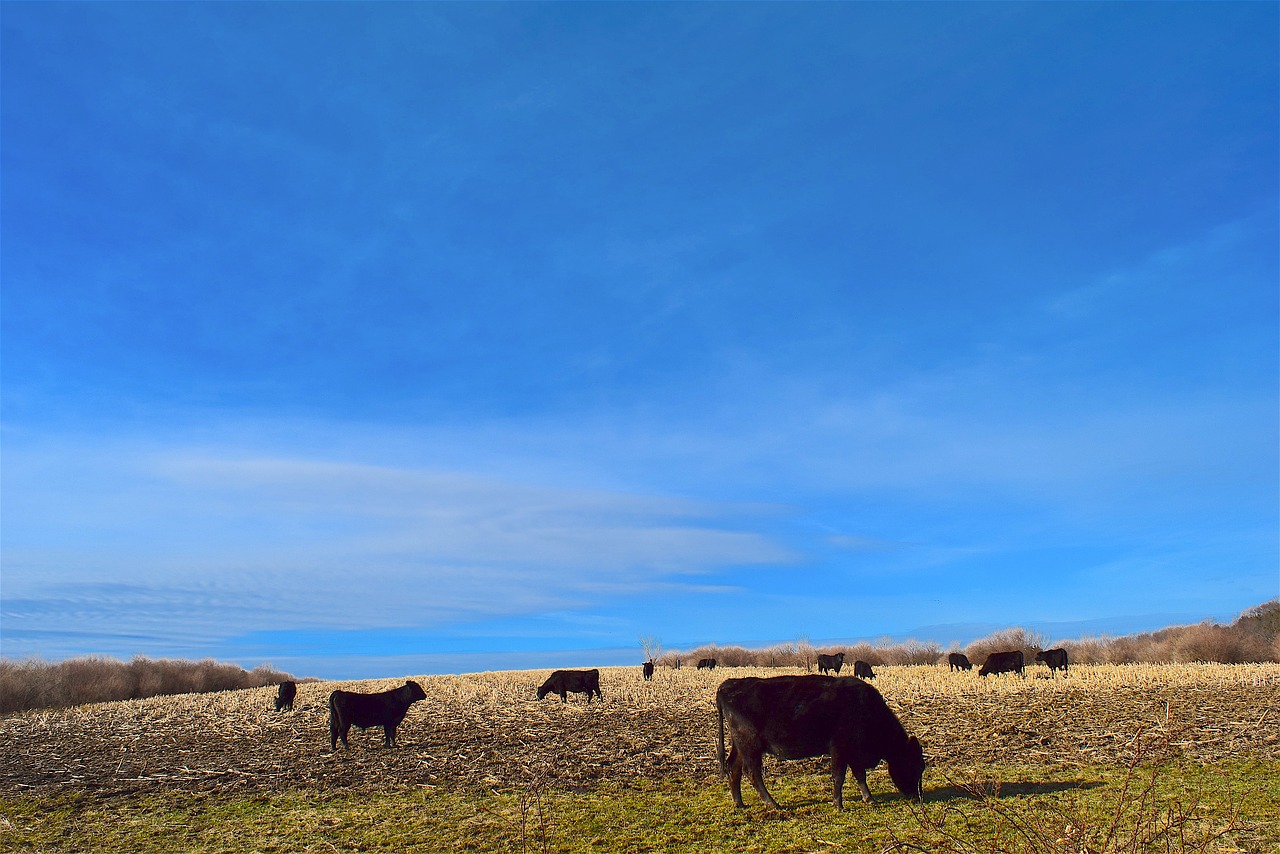 cow field farm free photo