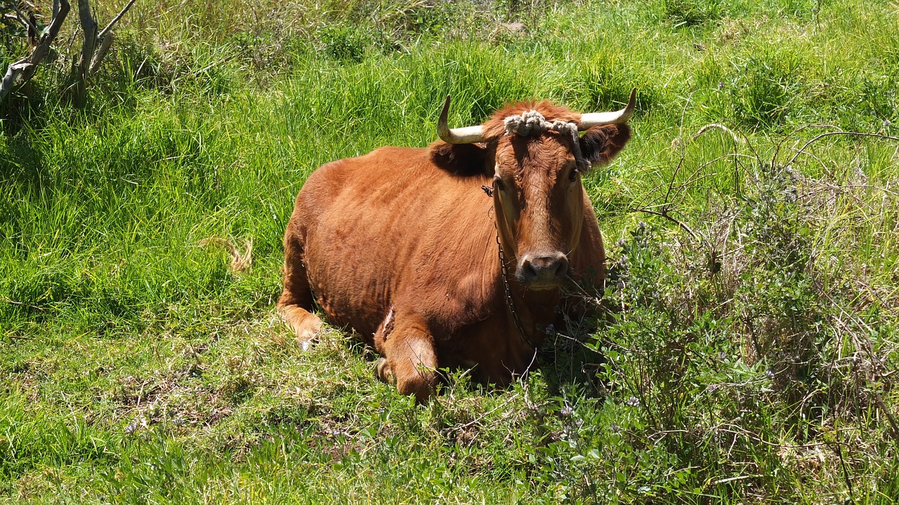 cow green grass free photo