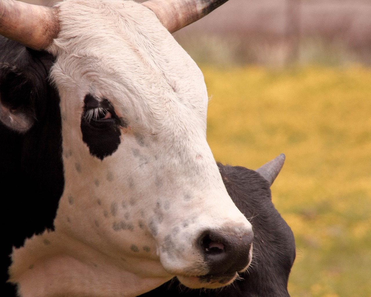 cow calf grazing free photo